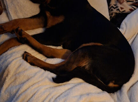 "Rottie Shepherd" male 1 year old
