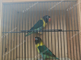 Breeding pair of black masked lovebirds with DNA turquoise