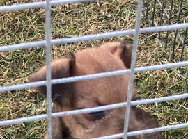 Male Lakeland Pup for Sale