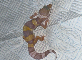 Young leopard gecko (unsexed)ready to go in 4 weeks!