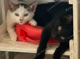 2 kittens for sale