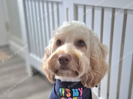 Cockapoo