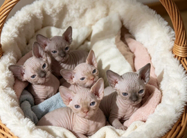 GORGEOUS SPHYNX KITTENS GIRLS AND BOYS