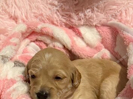 F2b Cockerpoo's 4 little girls for sale and 1 boy