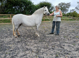 7yr old Welsh section A mare