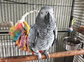 African Grey Parrot
