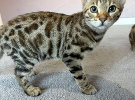 Stunning Bengal Kittens Available.