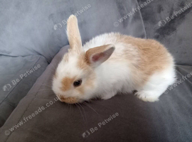 3 baby bunny's ready now