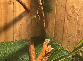 Iguana