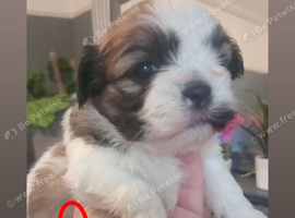 Imperial shihtzu puppies
