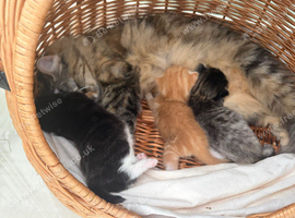 Beautiful Kittens looking for loving homes