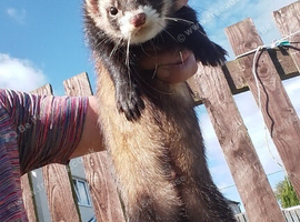 Polecat Hobs