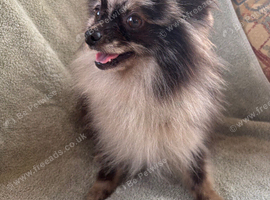 Beautiful Merrill Pomeranian boy