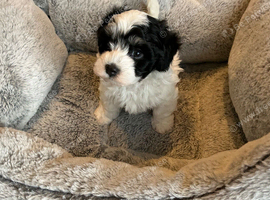 Havanese Maltese mix