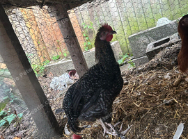 Young Cockerel mixed breed