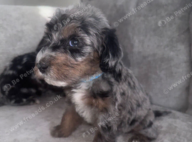 Merle labradoodles