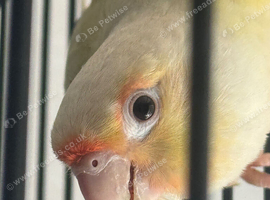 Moon cheek conure