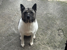 For sale Akita cross