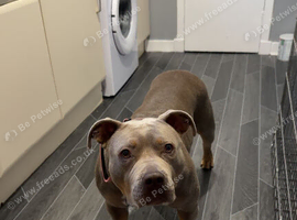 bonnie, staffy cross(american standered bully)