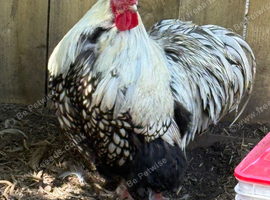 Breeding trio of silver laced orpingtons 1 cockerel 2 hens very fertile