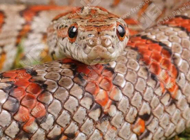 Femele corn snake