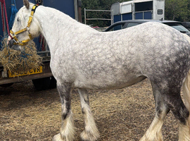 Gorgeous 13.2h dapple grey ride and drive cob mare