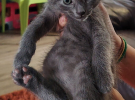 Two adorable male kittens looking for their forever home