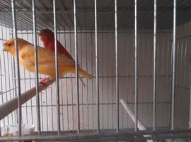 Pair of red factor canaries for sale