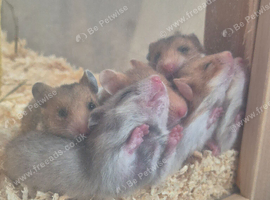 Baby hamster