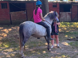 Quality Welsh section C gelding