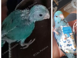 HANDREARED PARROTLETS