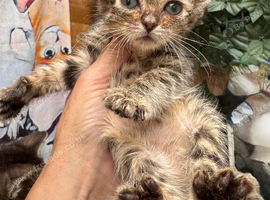 RAGDOLL CROSS KITTENS