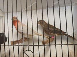 0pal Mexican House finches
