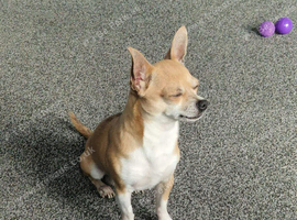 Chihuahua