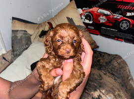 Dark Red Cavapoo Puppies