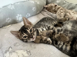 Bengal Kittens For Sale