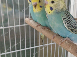 baby cock budgies