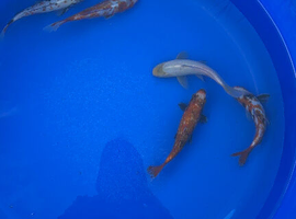 Koi x goldfish/ shabunkin