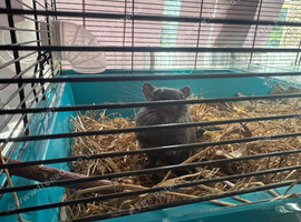 Single gerbil here with food cage
