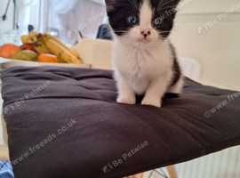 Tiny girl kitten