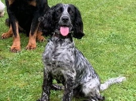 Our beautiful Daisy is looking for a loving home.
