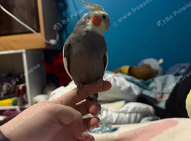 This is Donald the tame cockatiel