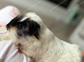 Male Peruvian Guinea pig named BABY