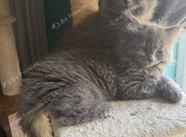 Beautiful blue kittens
