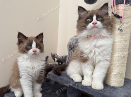 Adorable mink ragdoll kittens