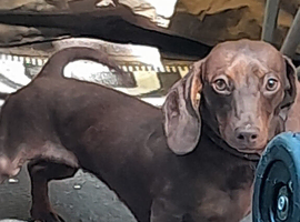 Beautiful 11 month old she is a Kinenchen smaller than miniature girl.