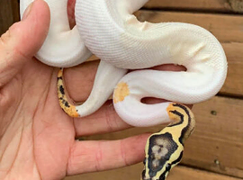 Ball python High end royal pythons