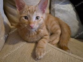 Male ginger kitten 10 weeks old