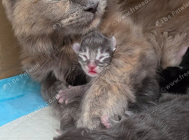 Maine Coon Kittens Looking for Their newHomes