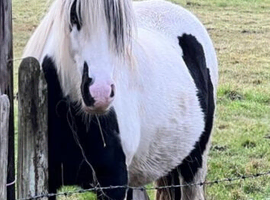 Heavy coloured cob gelding 13hh